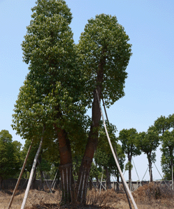 移栽香樟樹(shù)