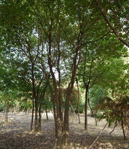 叢生香樟樹(shù)