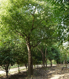 叢生香樟樹(shù)