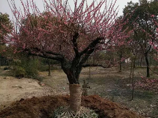 銷售紅梅