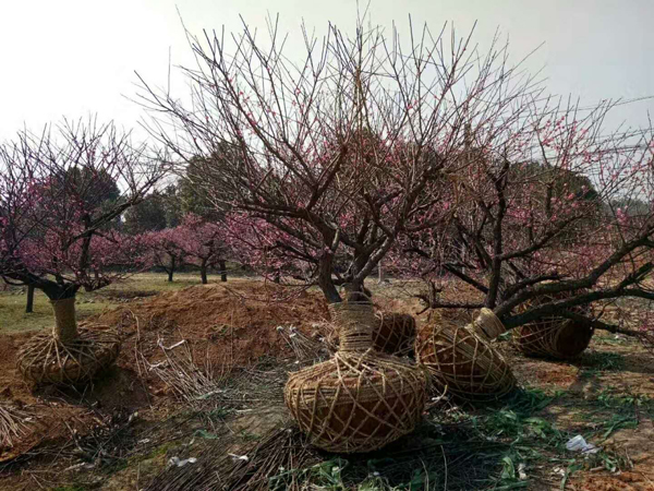 紅梅批發