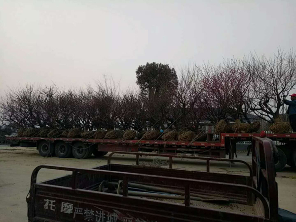 紅梅裝車